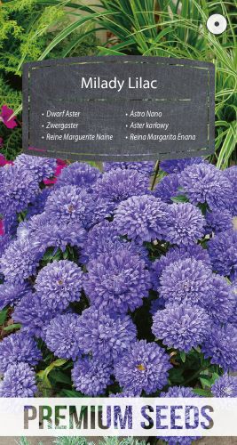 Aster Dwarf Milady Lilac Seeds